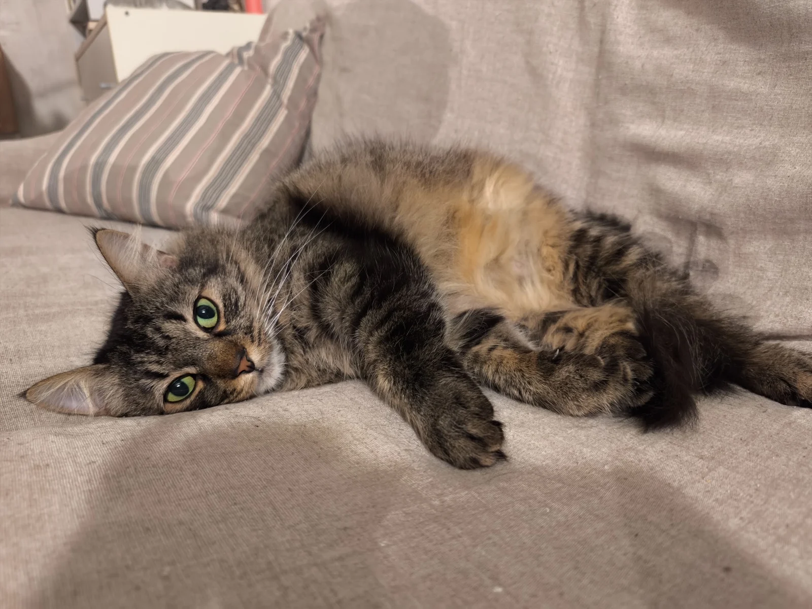 Deva resting on the sofa