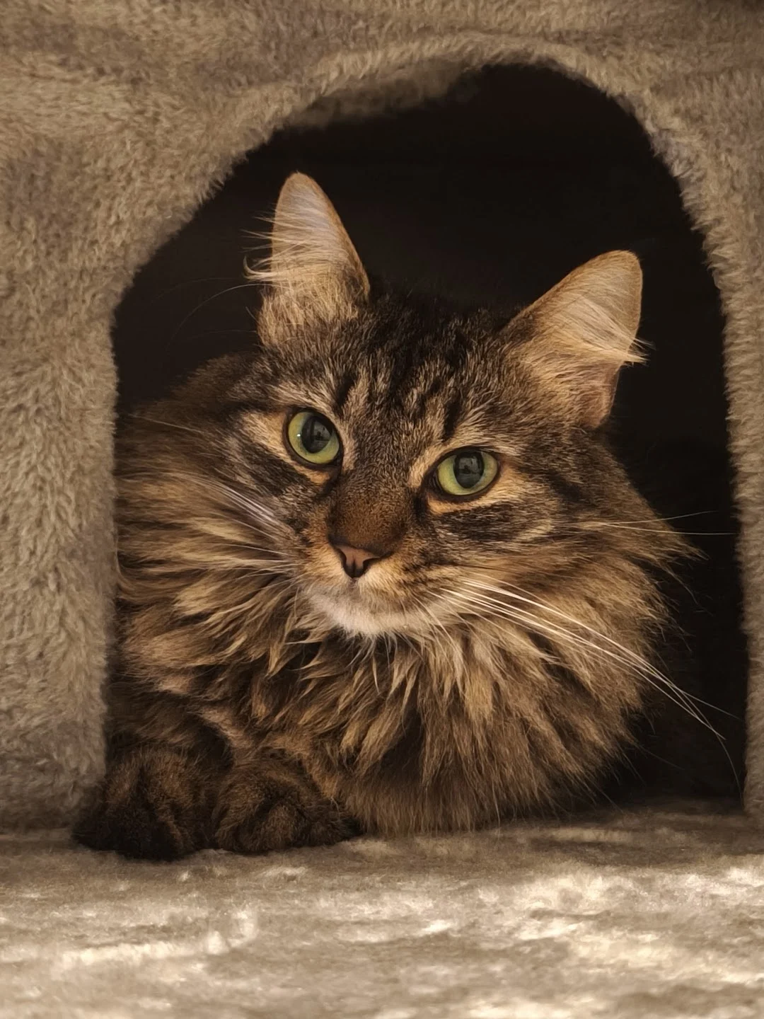 Deva in her cat house