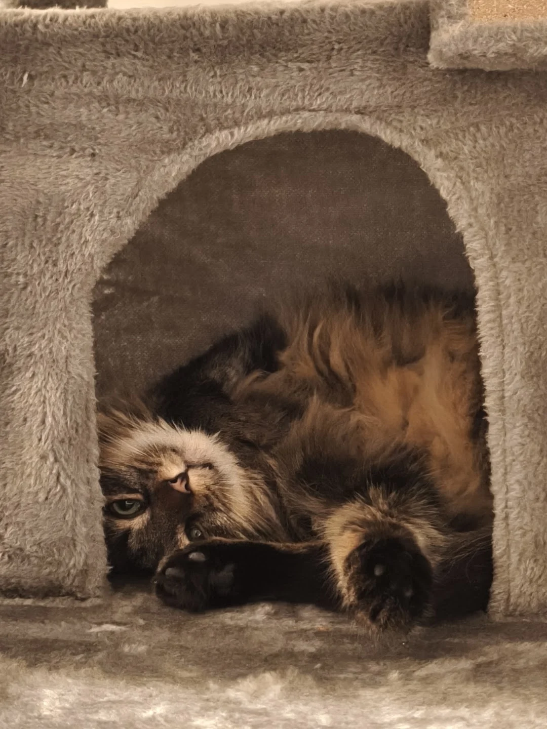 Deva playing in her cat house