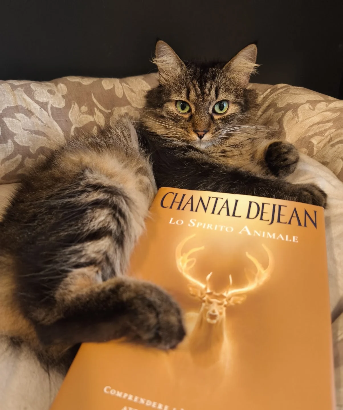 Deva resting beside a book